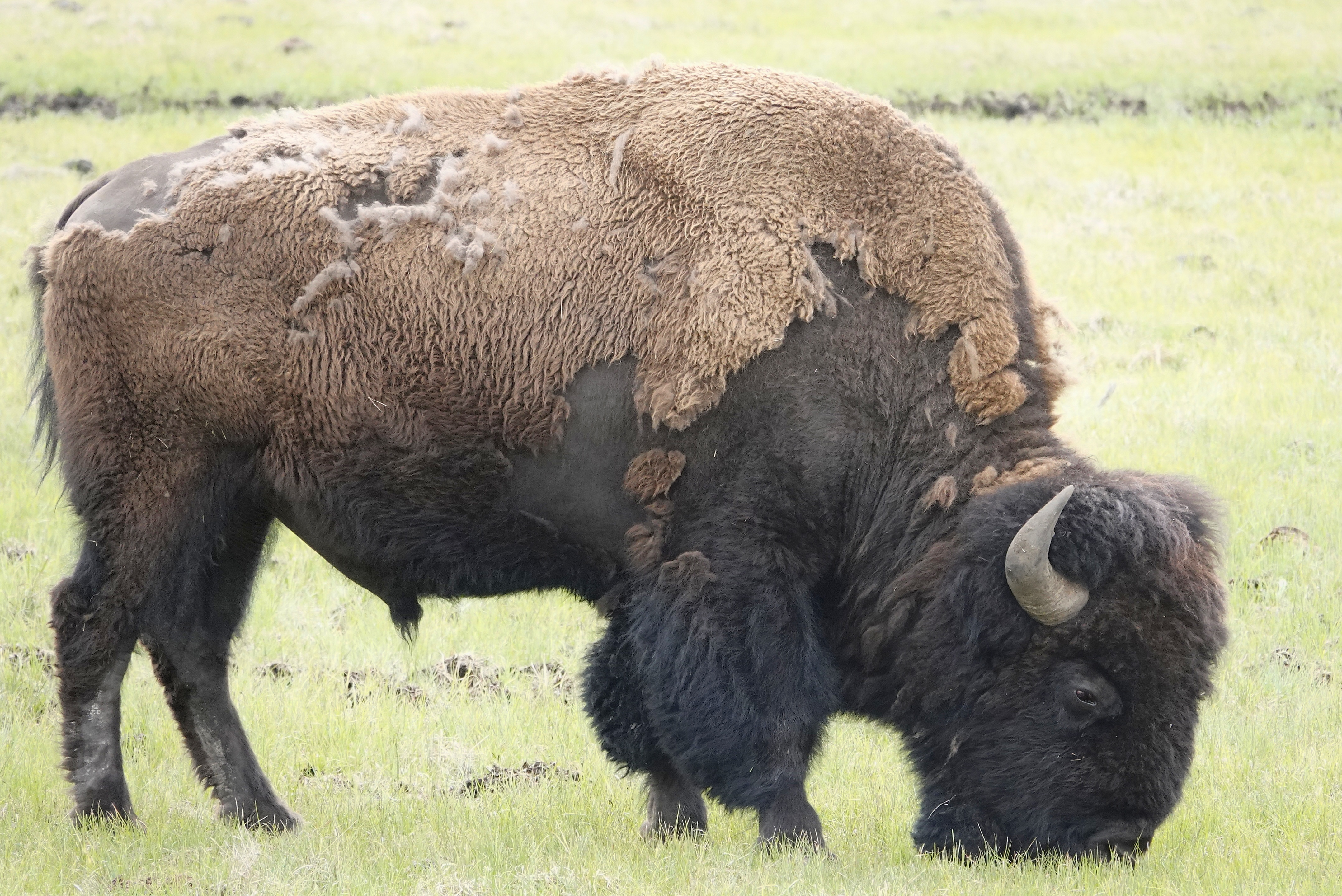Bison à Yellowstone